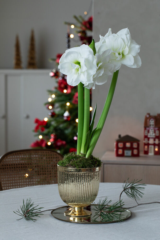 Amaryllis